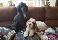 dogs.jpg
