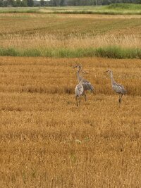 IMG_8571.jpeg
