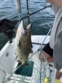 IMG_9027.jpeg