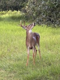 IMG_0285.jpeg