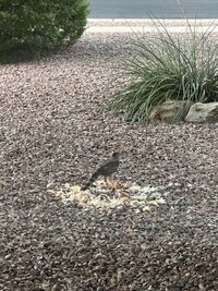 IMG_0832.jpeg
