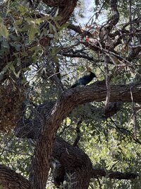 IMG_0825.jpeg