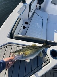 IMG_3404 Medium.jpeg