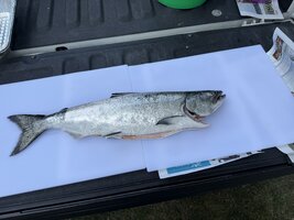 IMG_8533.jpeg IMG_8533.jpeg