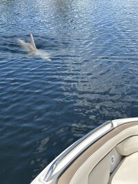 IMG_1990.jpg