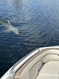 IMG_1991.jpg