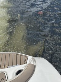 IMG_1996.jpg