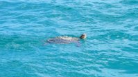 Honu.jpg Honu.jpg