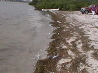 Tierra Verde 10 11 2018 001.JPG