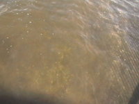 Tierra Verde 10 11 2018 014.JPG